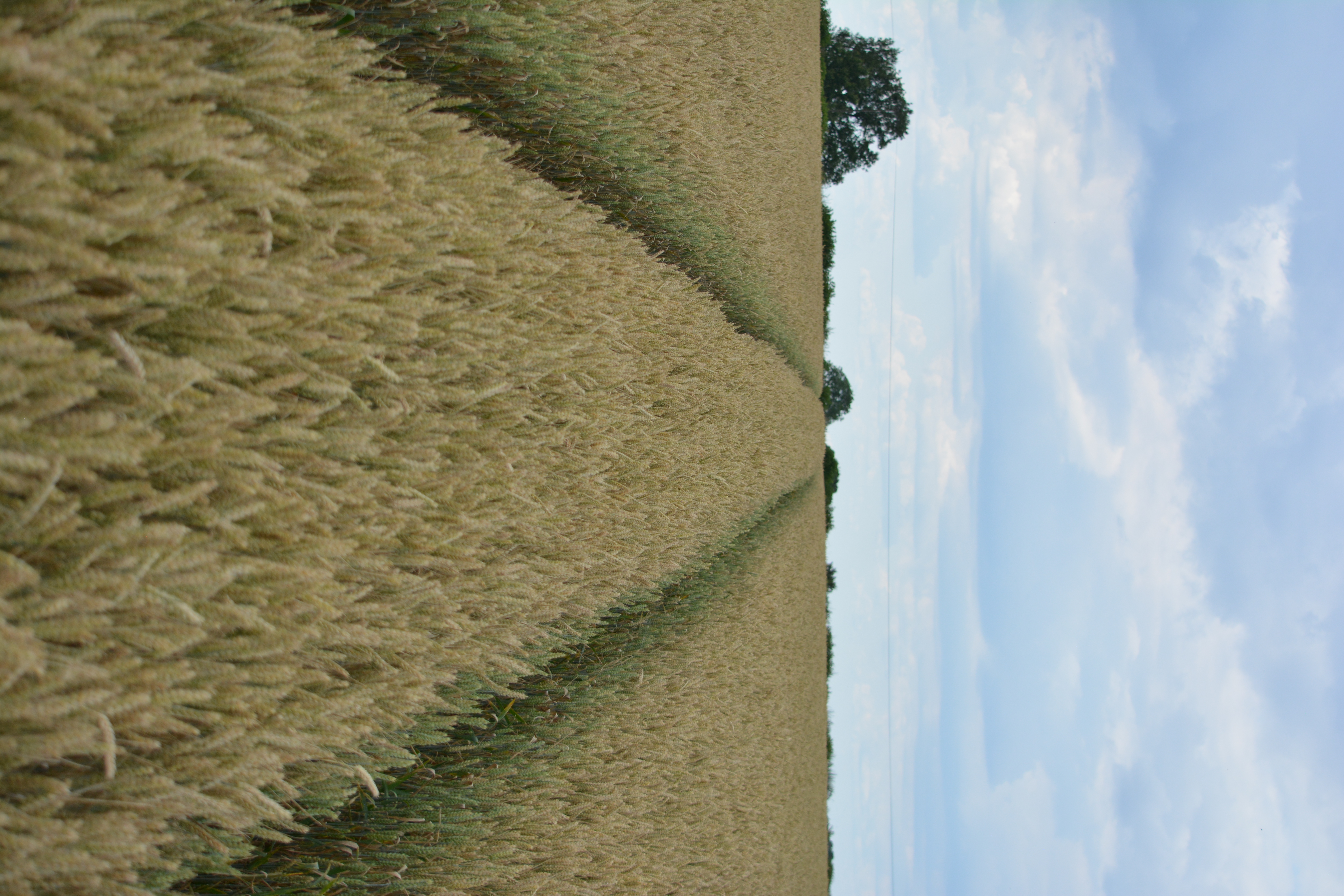 Seed Treatments & Activity (Focus Section 6)