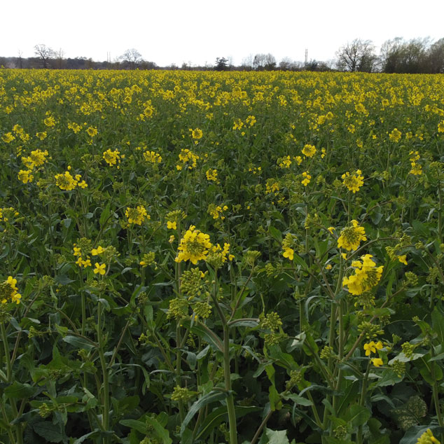 Seed Treatments & Activity (Focus Section 5)