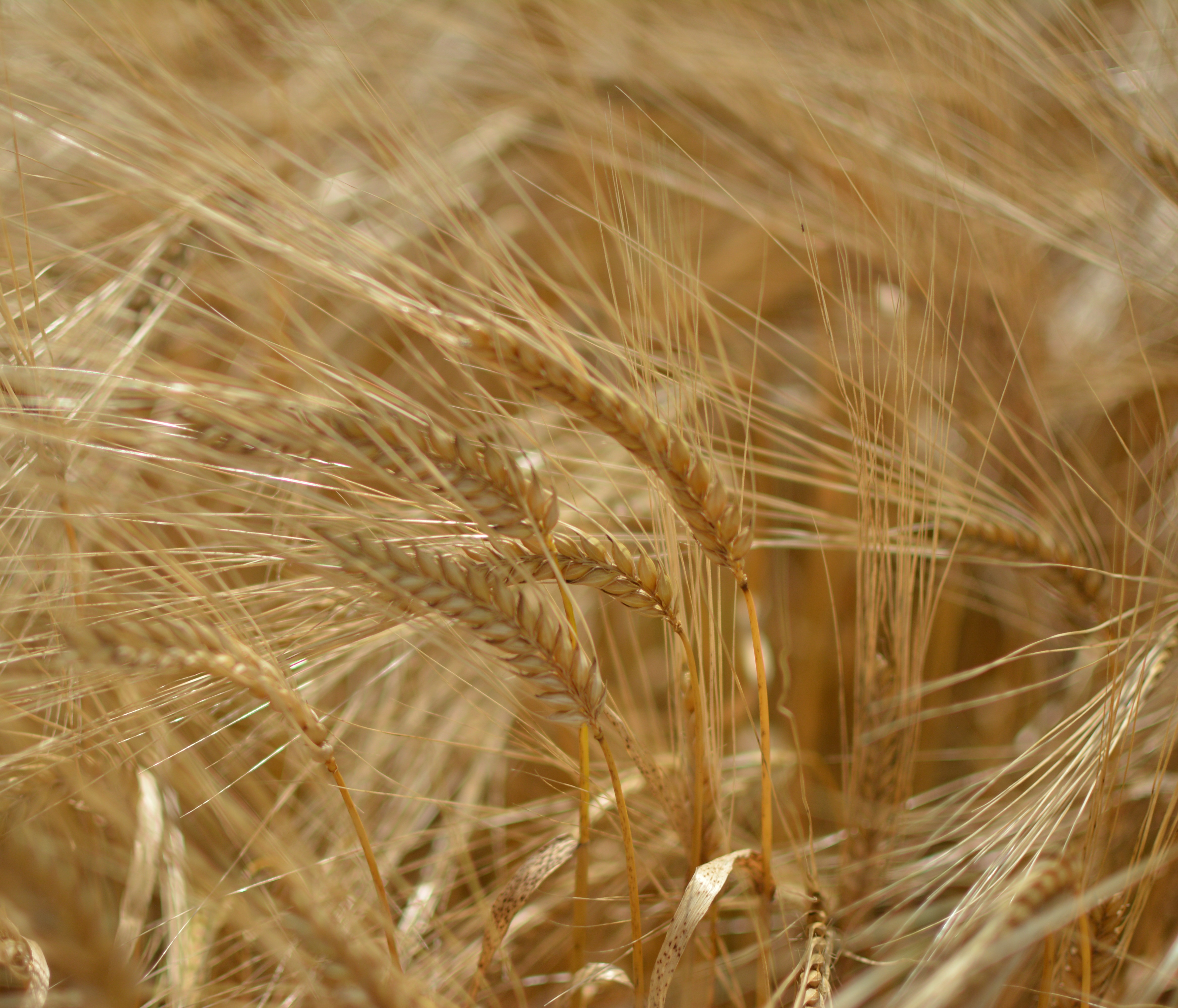 Seed Treatments & Activity (Focus Section 1)