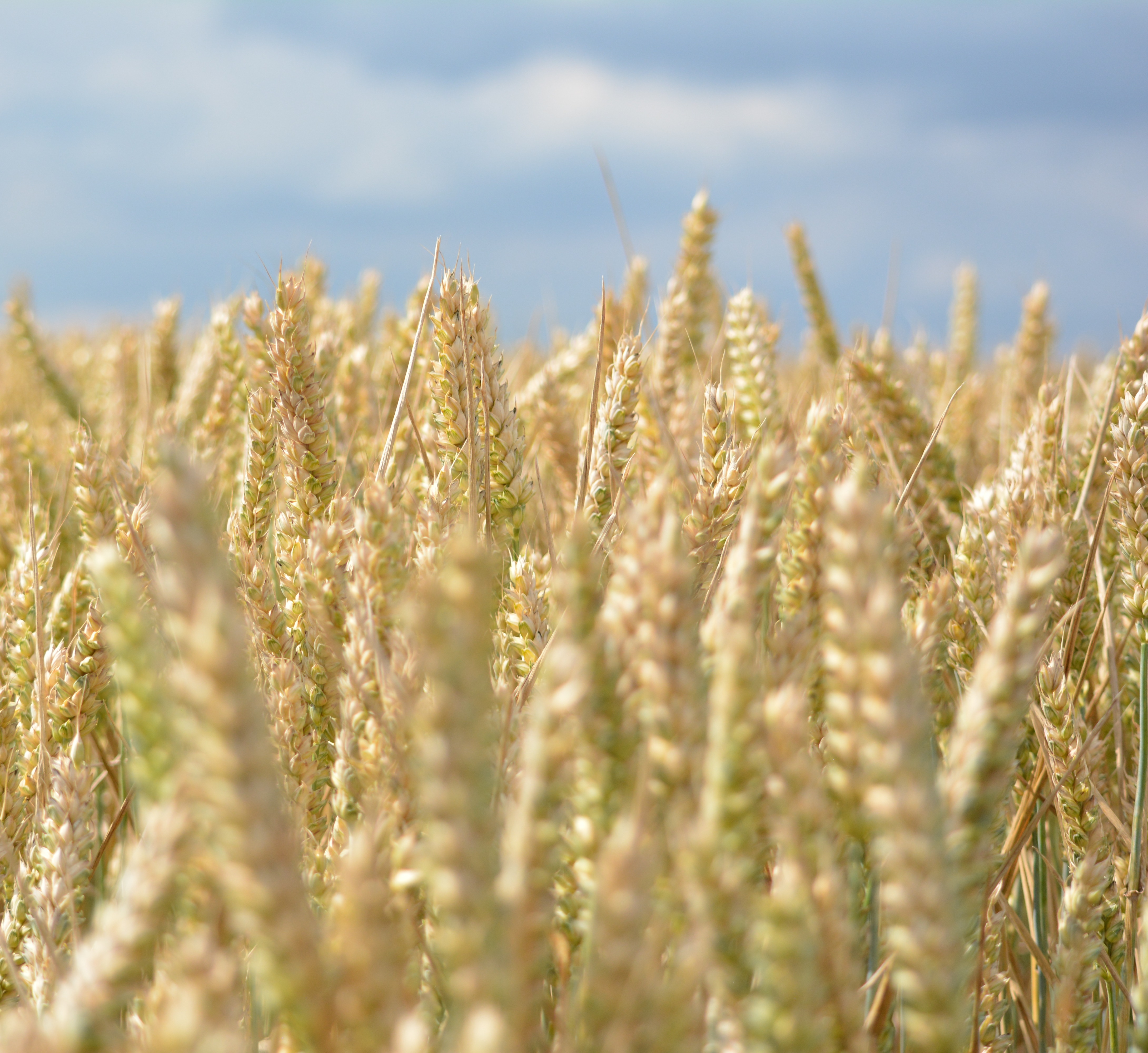 Seed Treatments & Activity (Focus Section 4)
