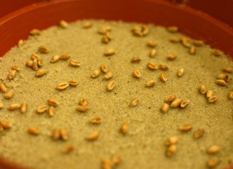 Germination Testing (Gallery 1)