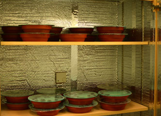 Germination Testing (Gallery 2)