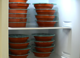 Germination Testing (Gallery 3)